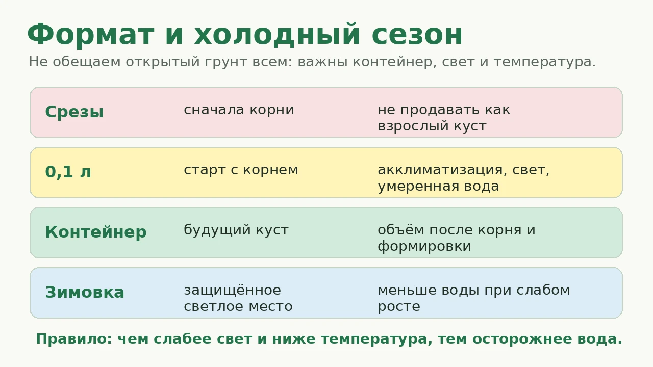 Вербена лимонная: формат, контейнер и зимовка без универсального обещания открытого грунта