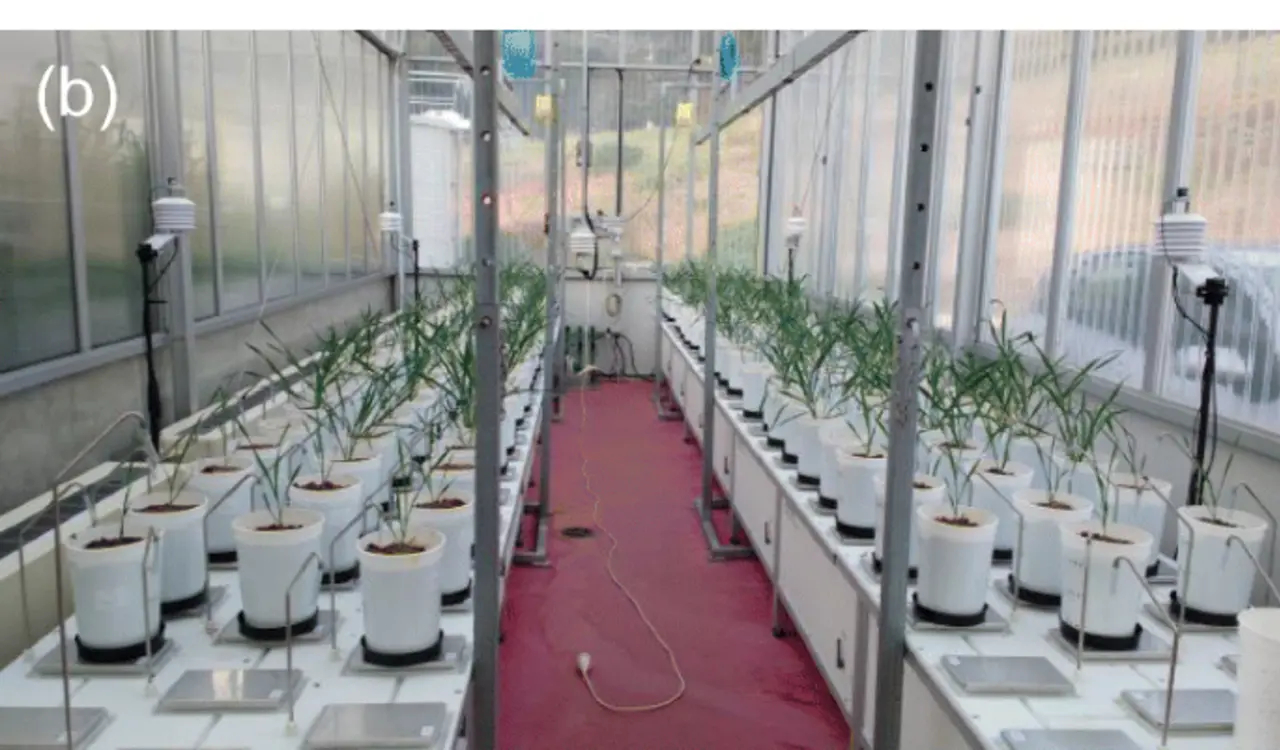 Горшки на gravimetric platform в теплице