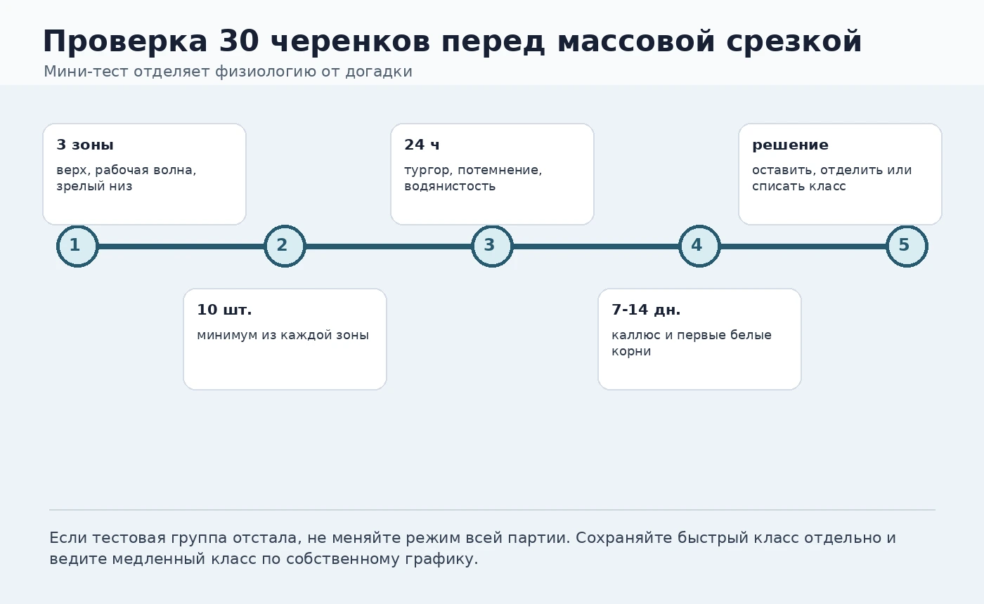 Таймлайн проверки 30 черенков по зонам маточника до массовой срезки