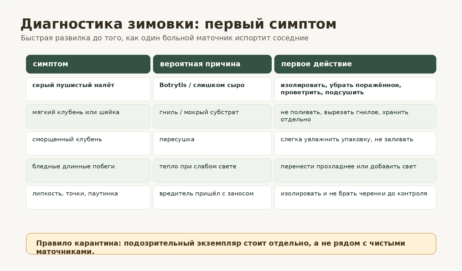 Диагностика зимнего хранения маточников по первым симптомам гнили, пересушки и вредителей