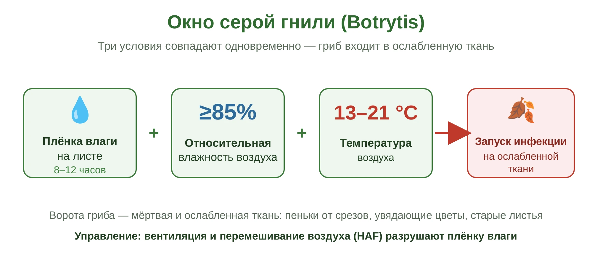 Окно серой гнили: плёнка влаги на листе 8–12 часов плюс относительная влажность от 85 процентов плюс температура 13–21 градус ведут к запуску инфекции на ослабленной ткани
