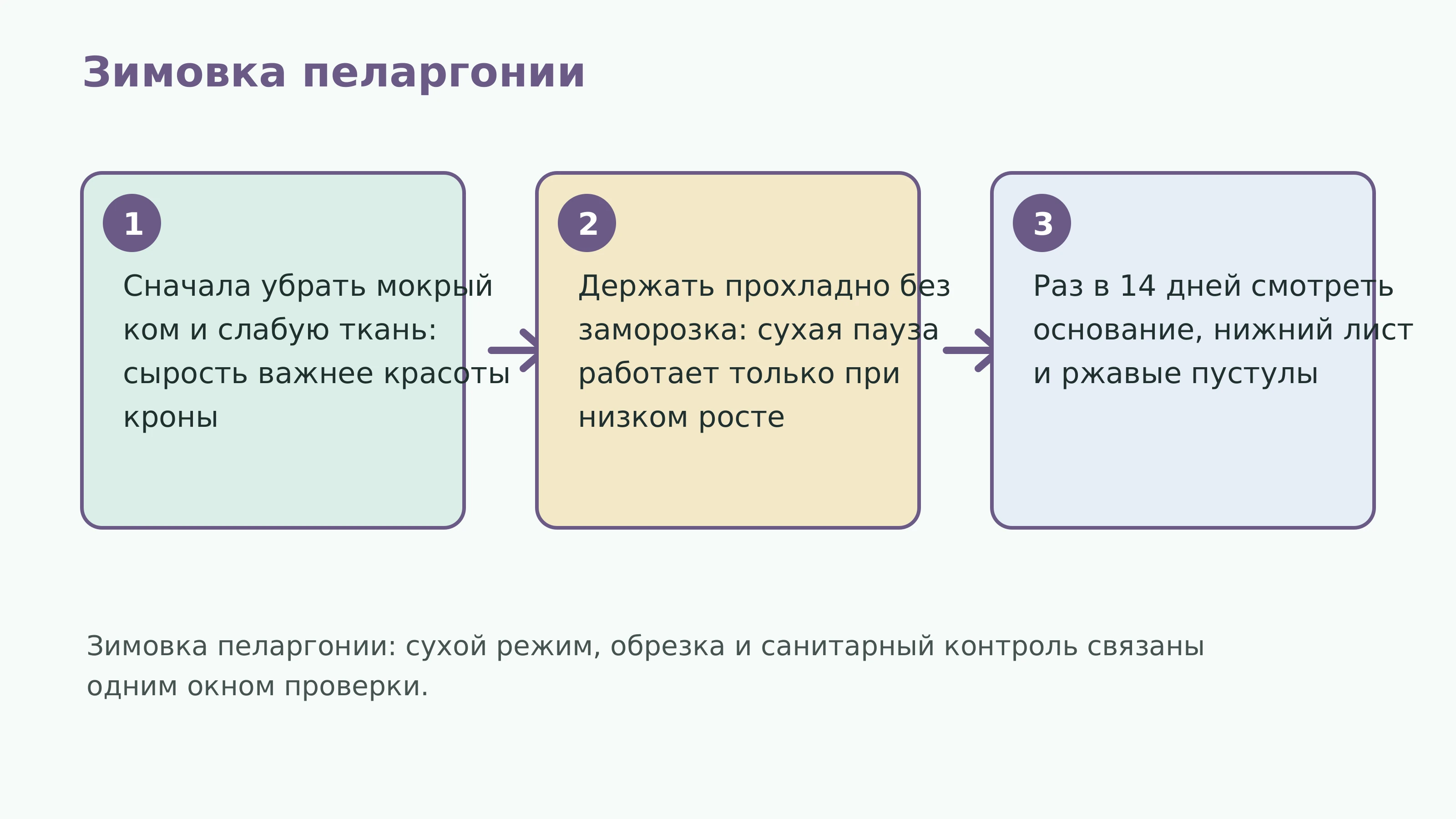 Зимовка пеларгонии